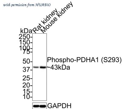 HUABIO HA721443 image 2