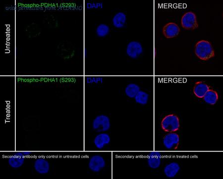 HUABIO HA721443 image 3