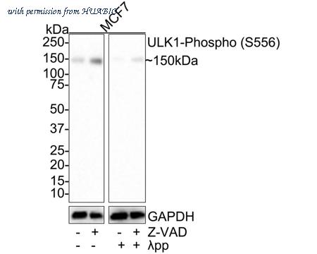 HUABIO HA721445 image 1