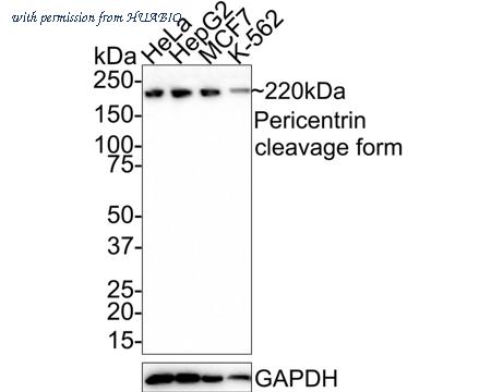 HUABIO HA721454 image 1