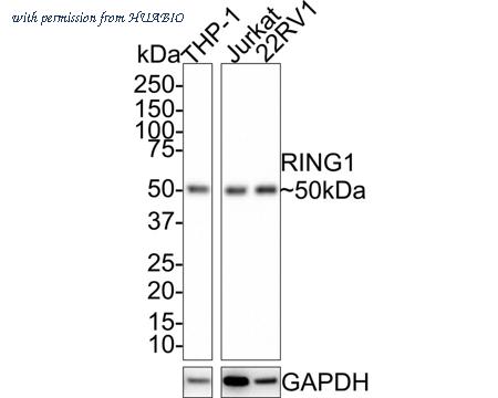 HUABIO HA721461 image 1