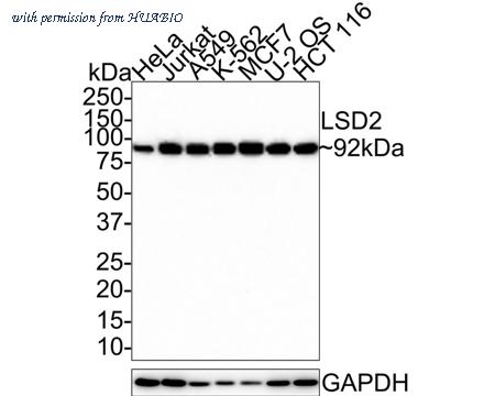 HUABIO HA721462 image 1