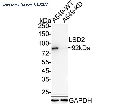 HUABIO HA721462 image 2