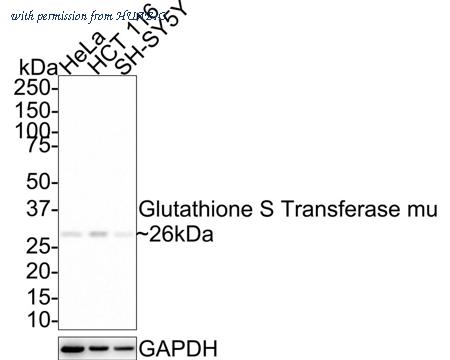 HUABIO HA721463 image 1
