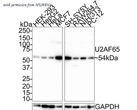 HUABIO HA721466 image 1