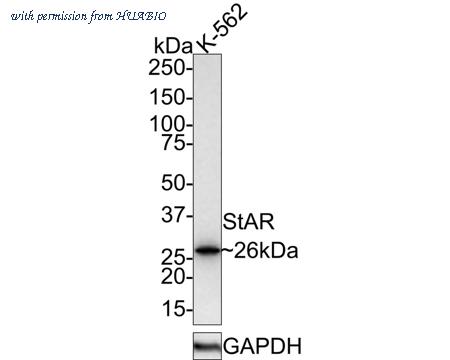 HUABIO HA721469 image 1