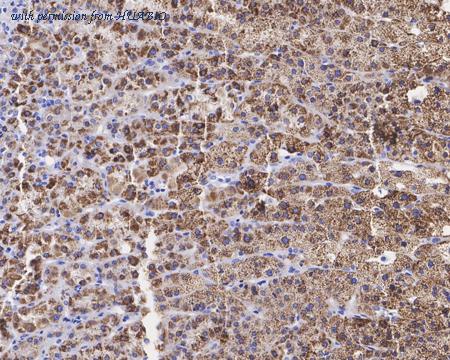 HUABIO HA721469 image 2