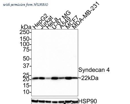 HUABIO HA721473 image 1