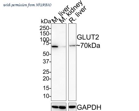 HUABIO HA721476 image 1