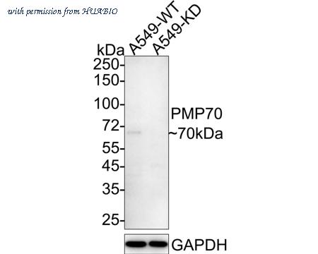 HUABIO HA721476 image 2