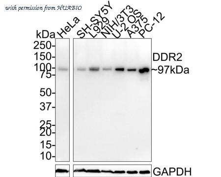 HUABIO HA721479 image 1