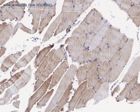 HUABIO HA721479 image 2