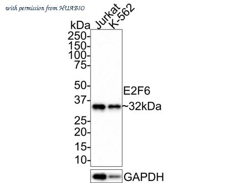 HUABIO HA721481 image 1