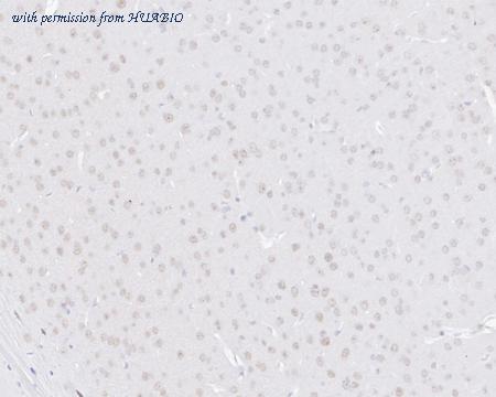 HUABIO HA721481 image 2