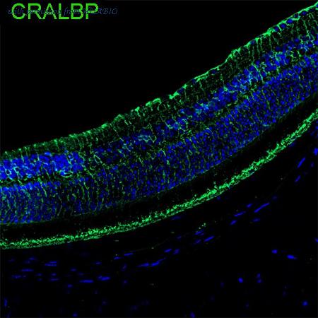 HUABIO HA721483 image 1