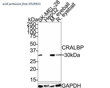 HUABIO HA721483 image 2