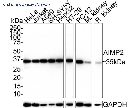 HUABIO HA721484 image 1