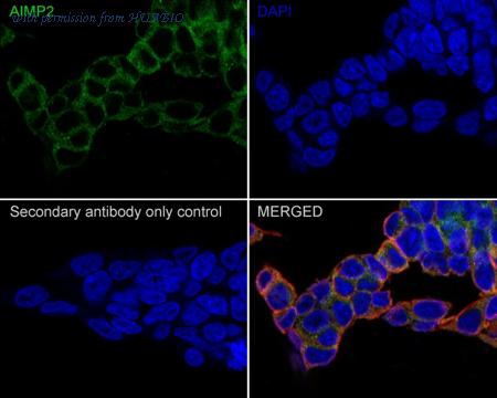 HUABIO HA721484 image 3