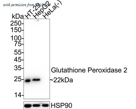 HUABIO HA721485 image 1