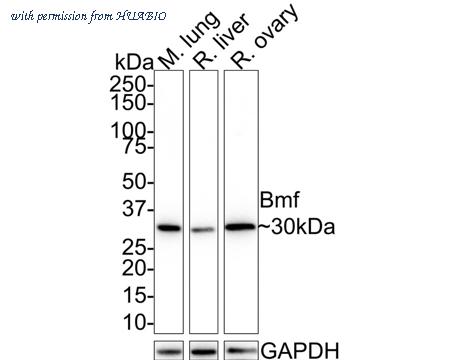 HUABIO HA721487 image 2