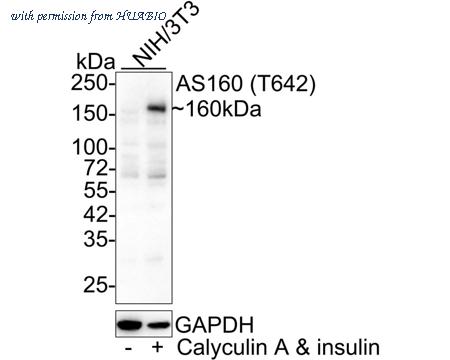 HUABIO HA721489 image 1