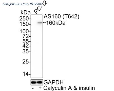 HUABIO HA721489 image 2