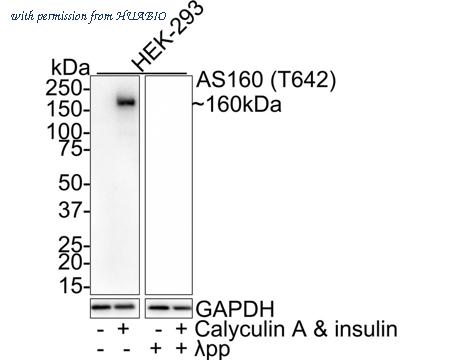 HUABIO HA721489 image 3