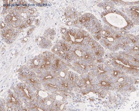 HUABIO HA721490 image 2