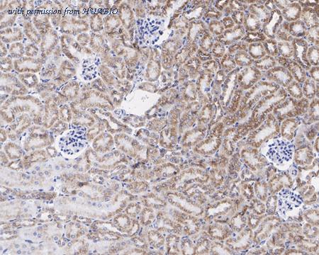 HUABIO HA721490 image 3