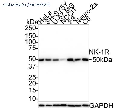 HUABIO HA721491 image 1