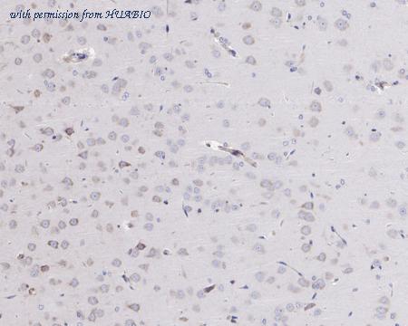 HUABIO HA721491 image 3