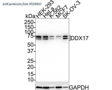 HUABIO HA721493 image 1