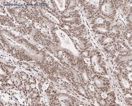 HUABIO HA721493 image 3