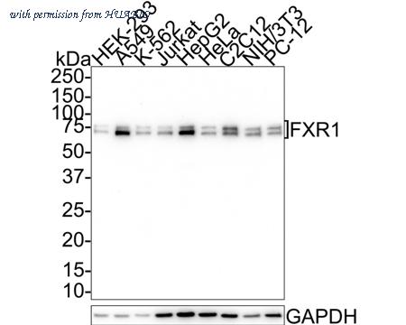 HUABIO HA721499 image 1
