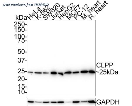 HUABIO HA721503 image 1