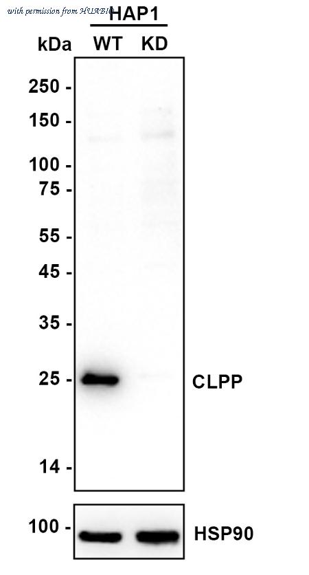 HUABIO HA721503 image 2
