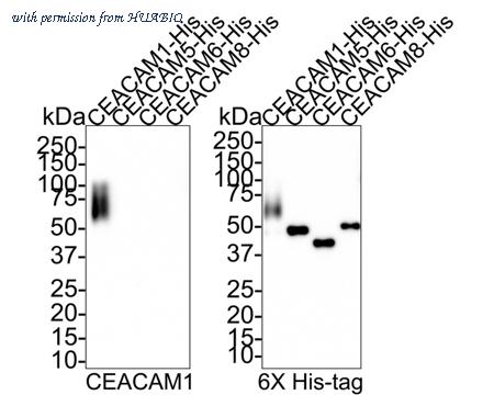 HUABIO HA721507 image 1