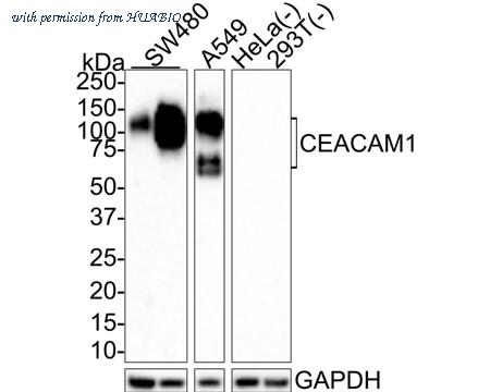 HUABIO HA721507 image 2