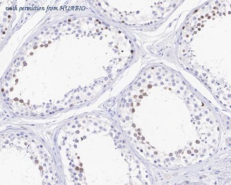 HUABIO HA721508 image 3