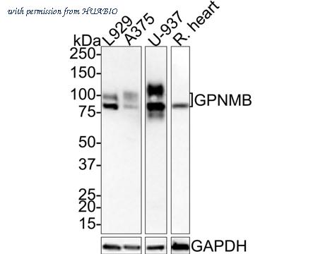 HUABIO HA721511-50UL image 1