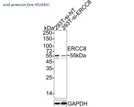 HUABIO HA721521 image 2