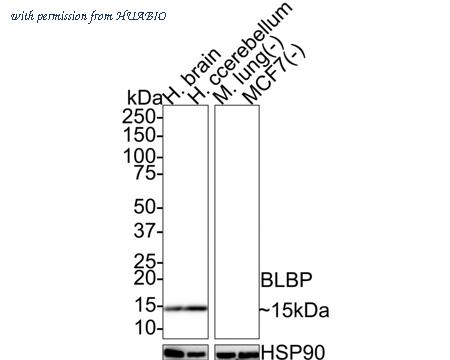 HUABIO HA721524 image 1