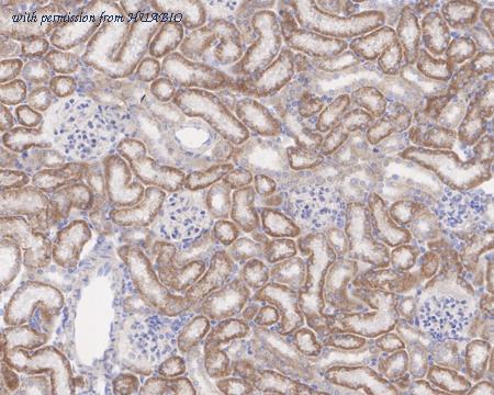 HUABIO HA721534 image 3