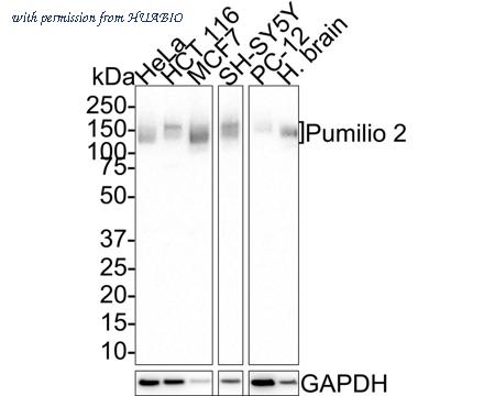 HUABIO HA721539 image 1