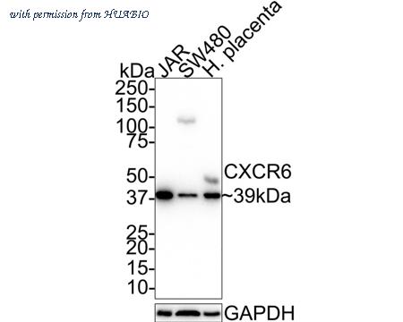 HUABIO HA721542 image 1