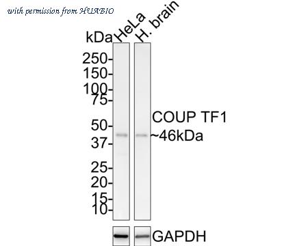 HUABIO HA721543 image 1
