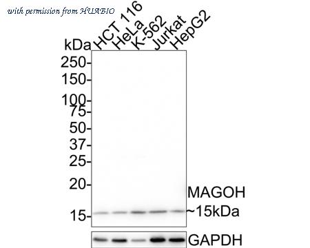 HUABIO HA721548 image 1