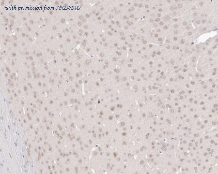 HUABIO HA721548 image 2