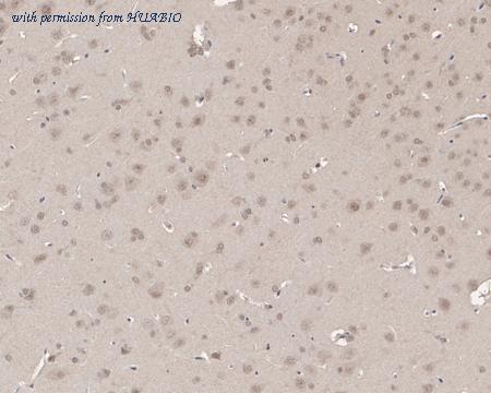 HUABIO HA721548 image 3