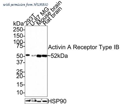 HUABIO HA721550 image 1